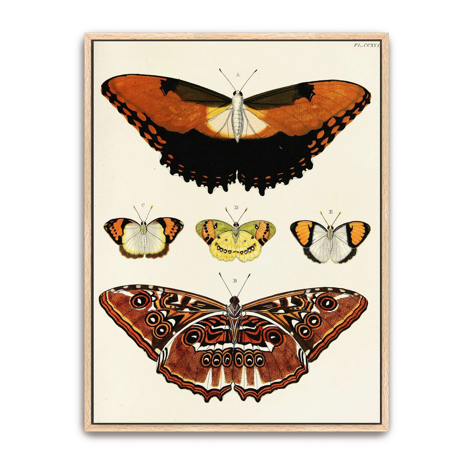 Five butterflies on white background by Pieter Cramer