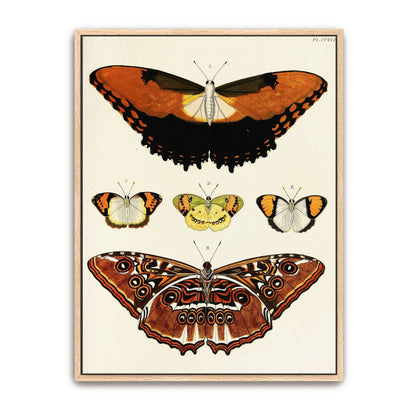 Five butterflies on white background by Pieter Cramer