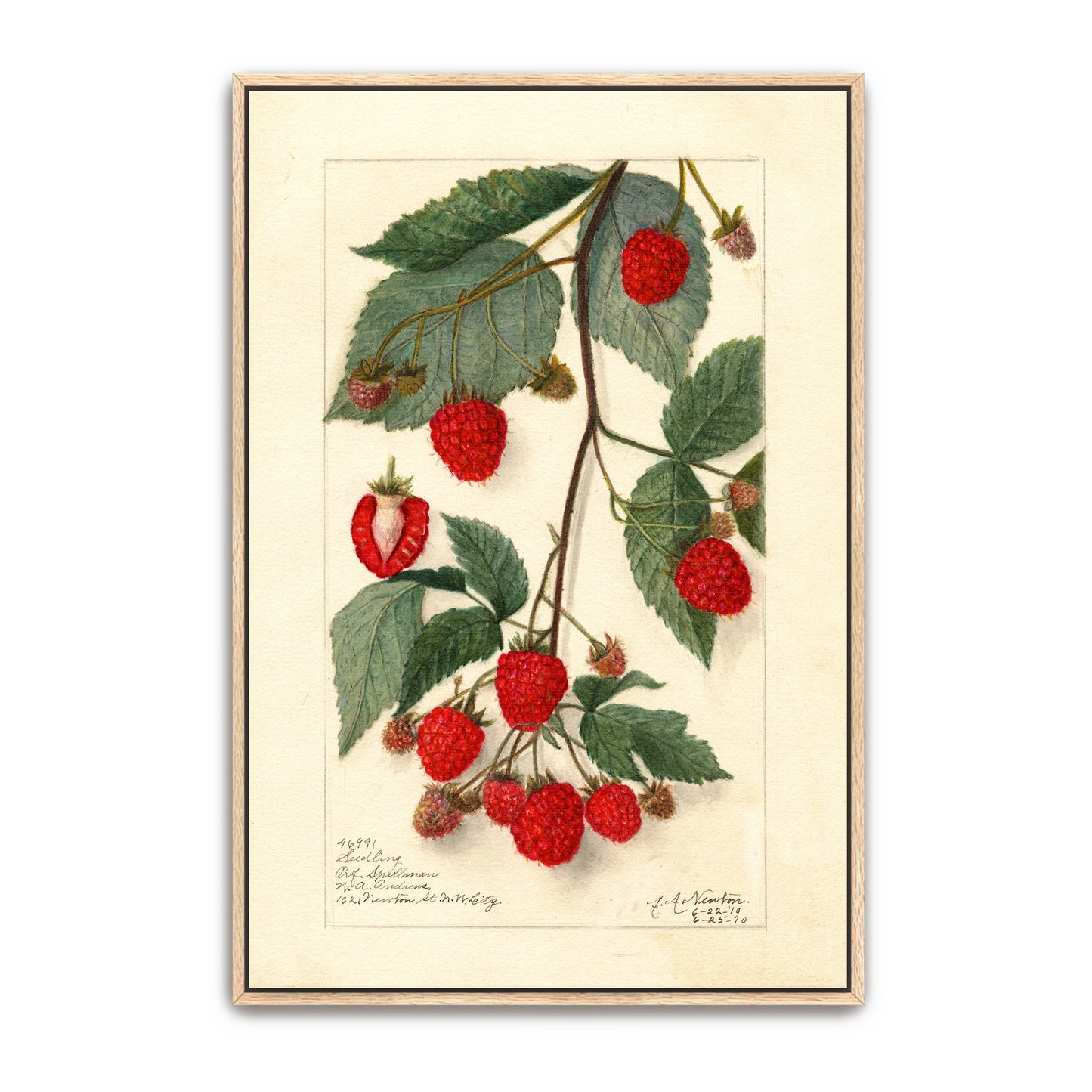 Watercolor Painting Of Raspberries On Branch By Amanda Almira Newton