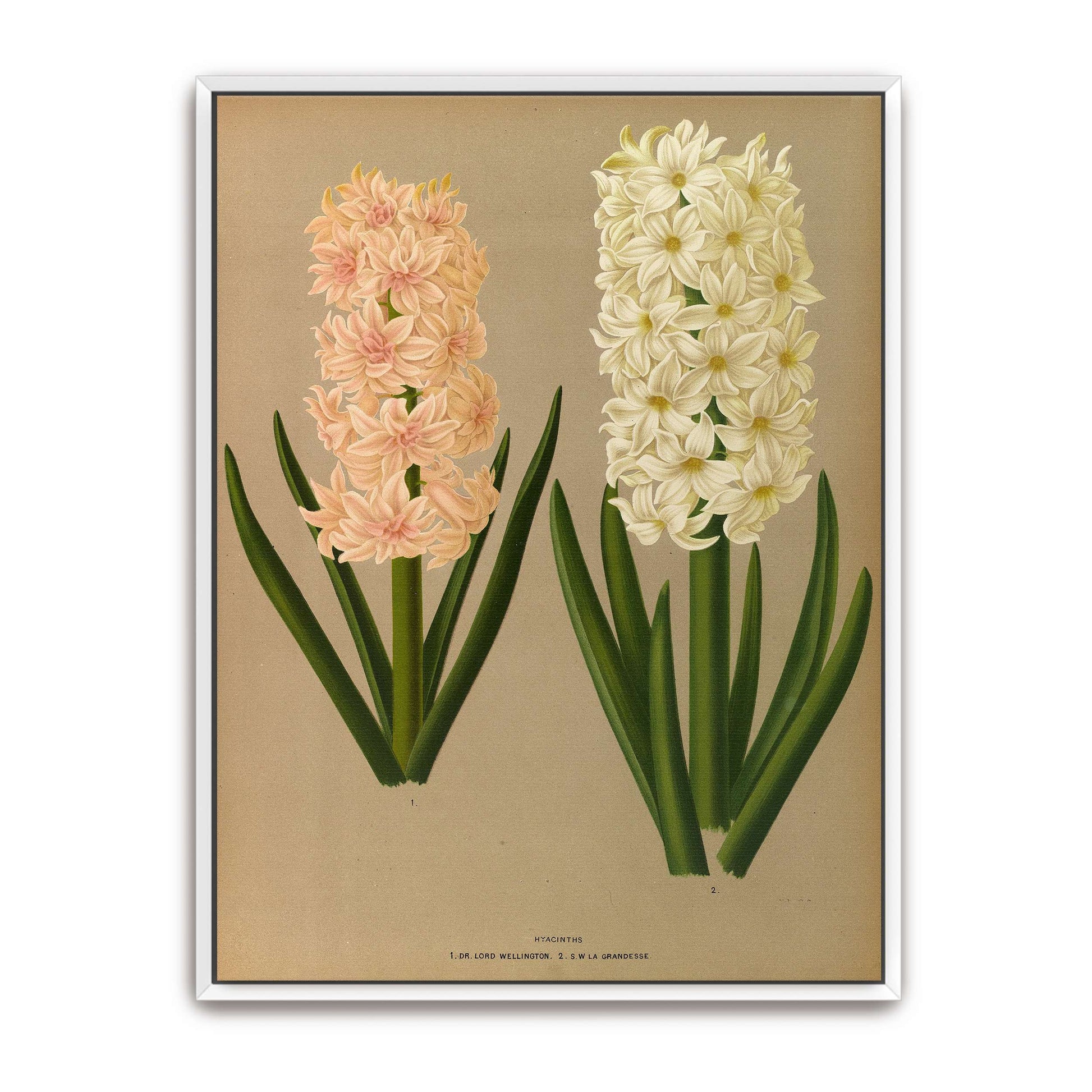 Two Hyacinth Flowers by Arentina Hendrica Arendsen