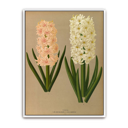 Two Hyacinth Flowers by Arentina Hendrica Arendsen