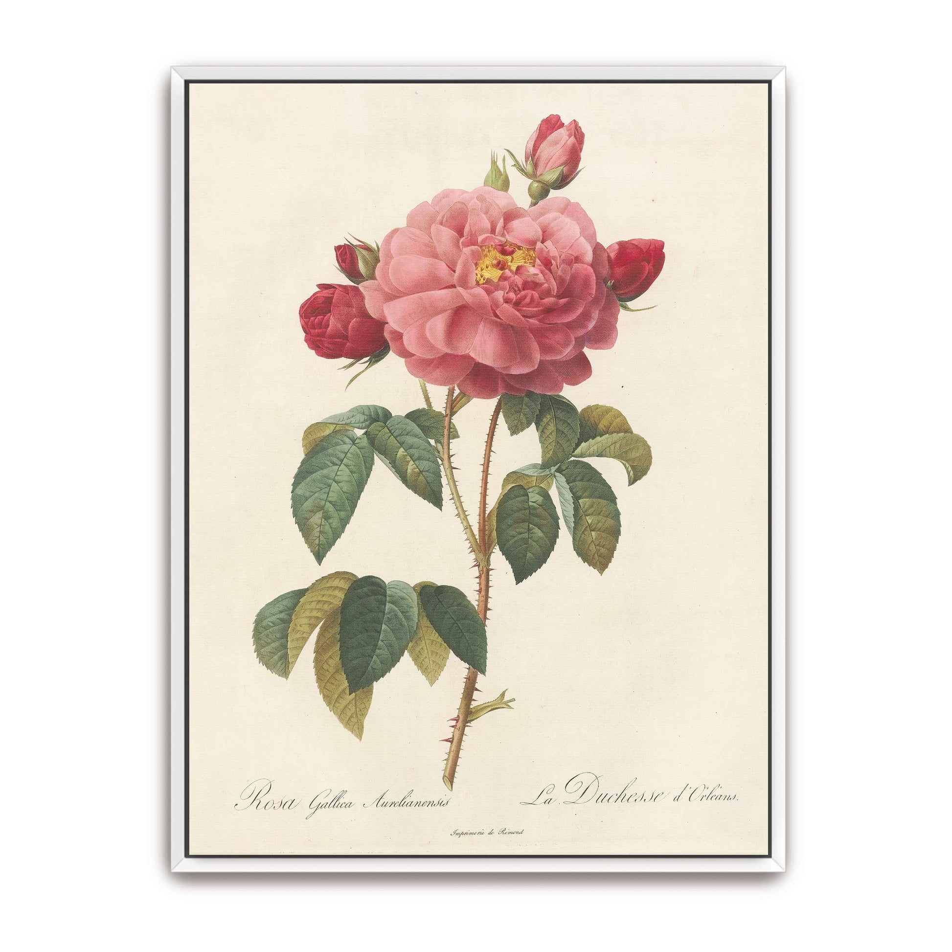 Pink rose botanical illustration by Pierre Joseph Redouté