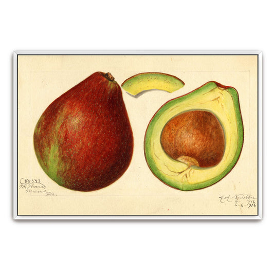 Avocado and Pear Watercolor by Amanda Almira Newton, white framed canvas print