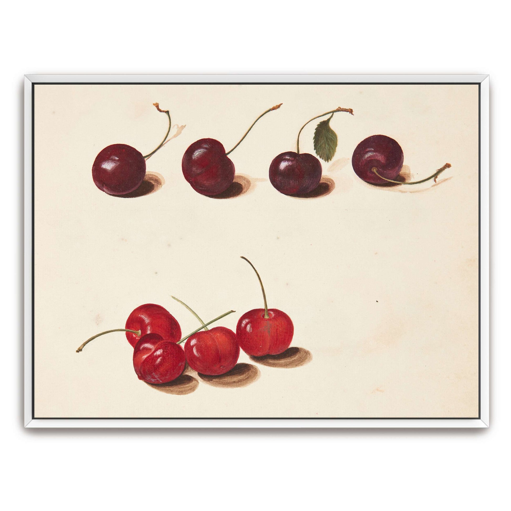 Cherries still life painting by Johanna Fosie