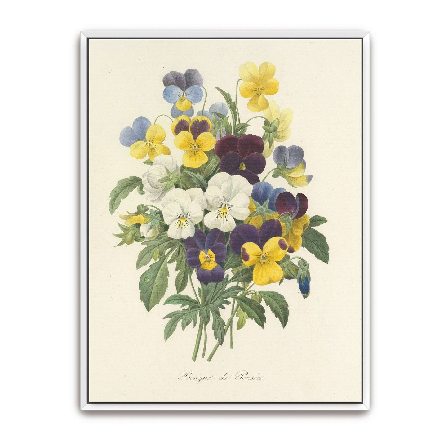 Pansies bouquet illustration by Pierre Joseph Redouté