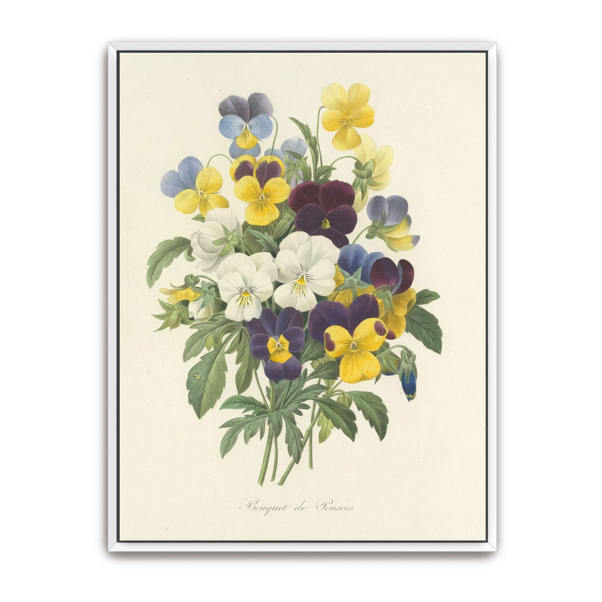 Pansies bouquet illustration by Pierre Joseph Redouté