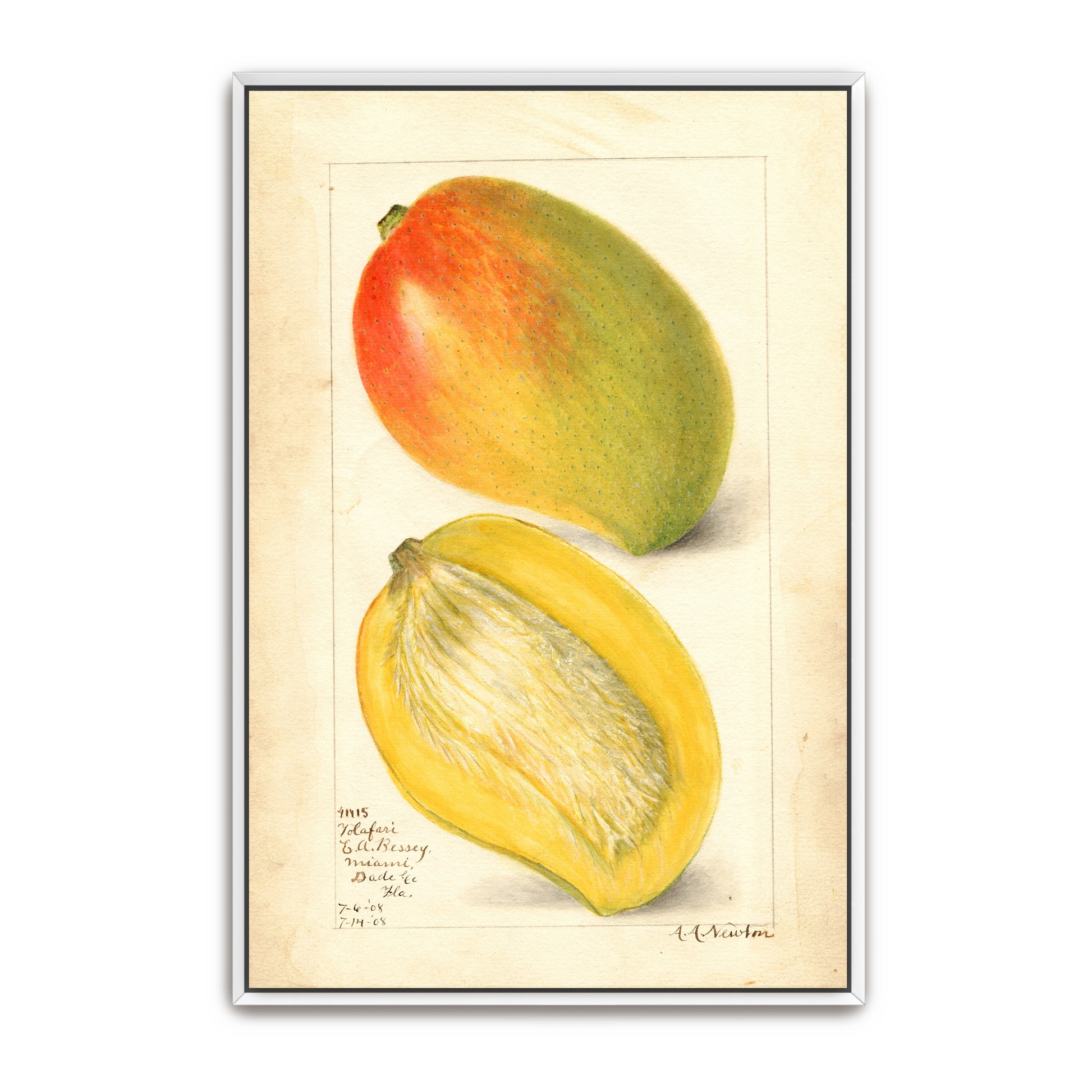 Watercolor Painting Of Two Mangoes By Amanda Almira Newton