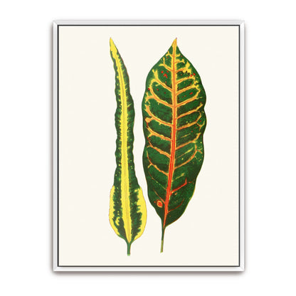 Two Croton Leaves by Edward Joseph Lowe