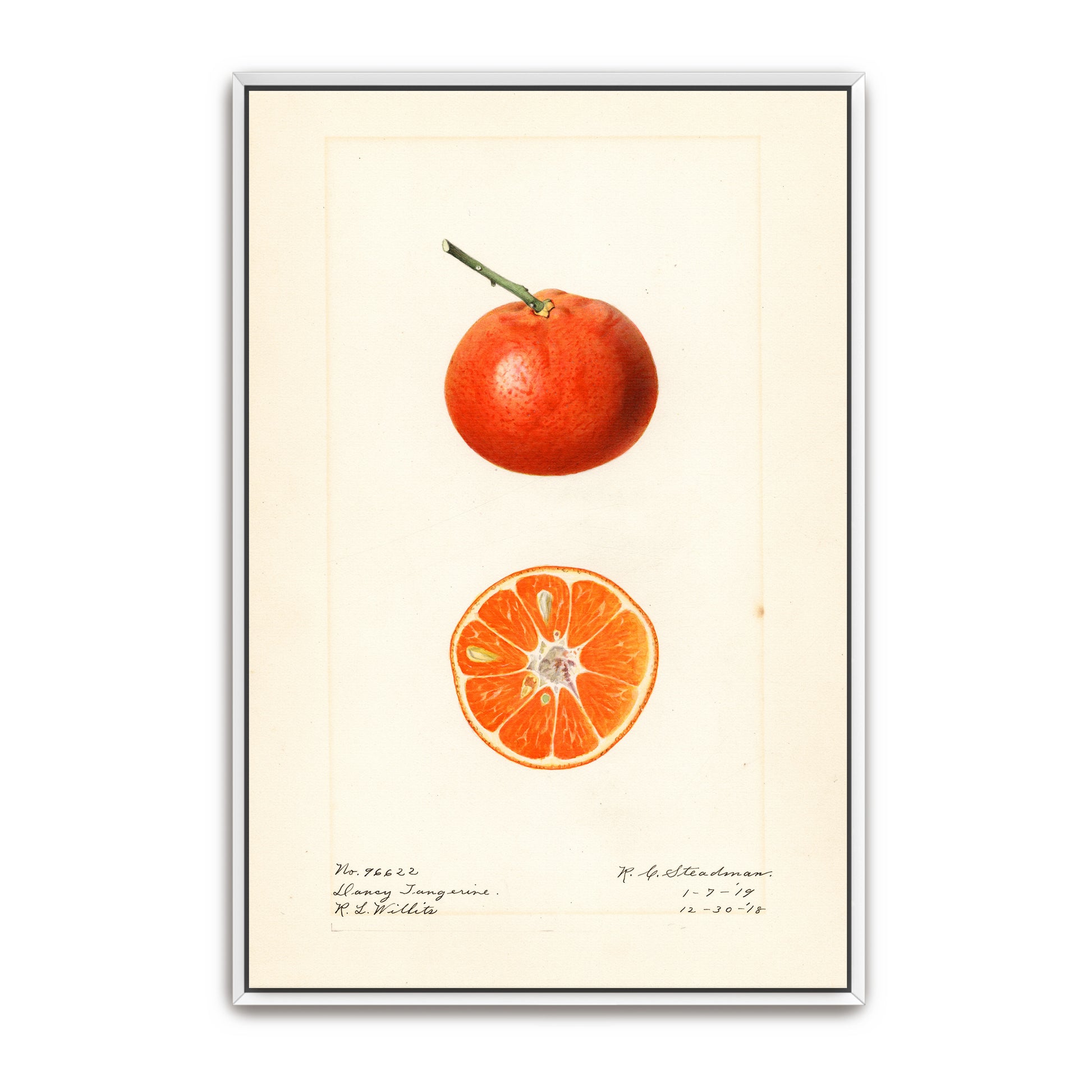 Dancy Tangerine Illustration Botanical Study By Royal Charles Steadman