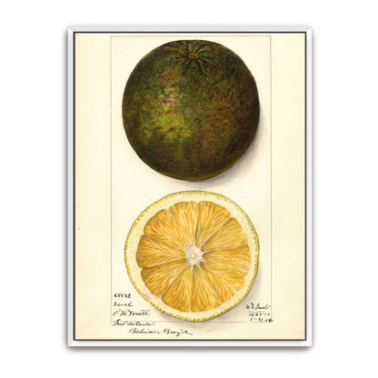 Watercolor painting of a citrus fruit by Mary Daisy Arnold