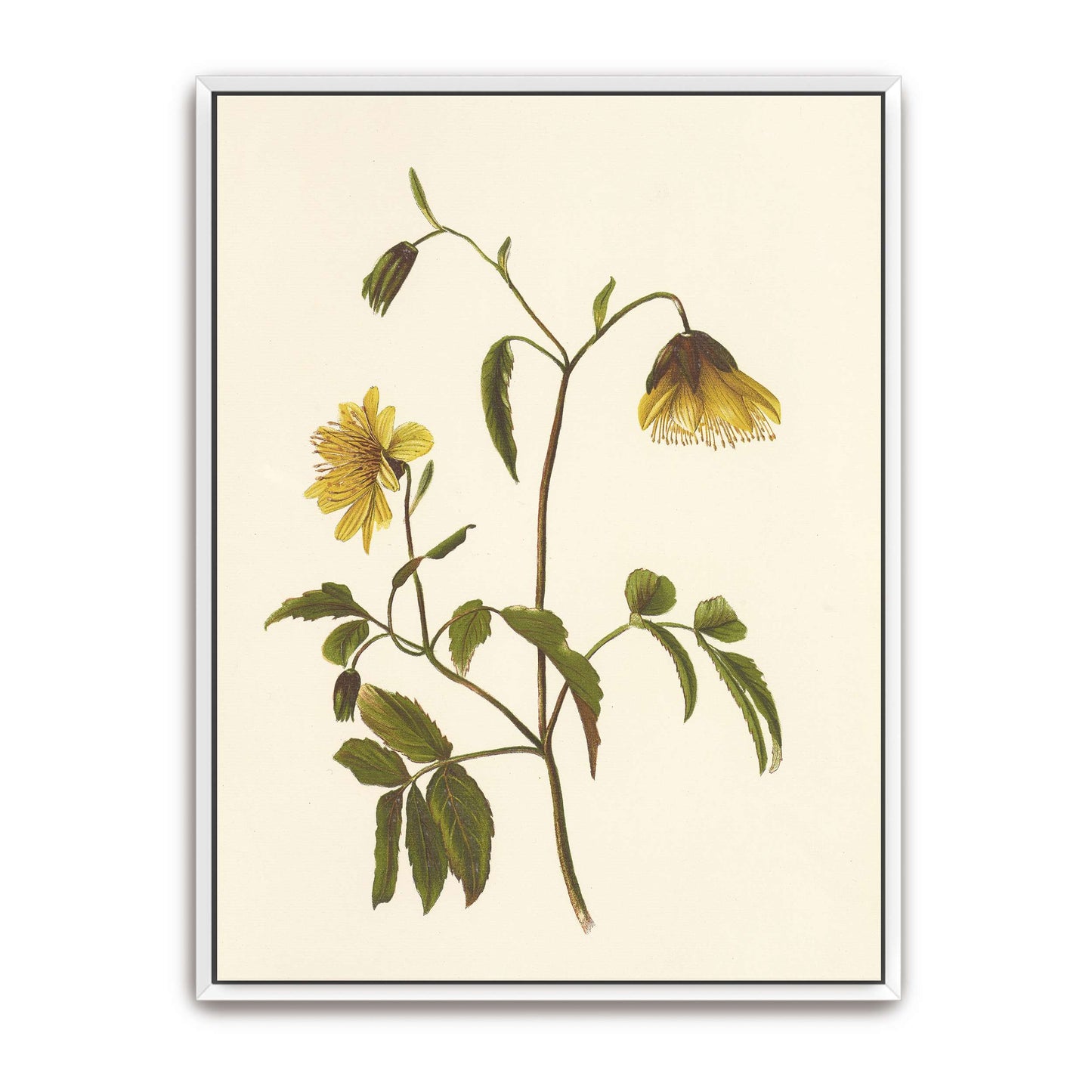 Hawaiian yellow flower illustration by Isabella McHutcheson Sinclair