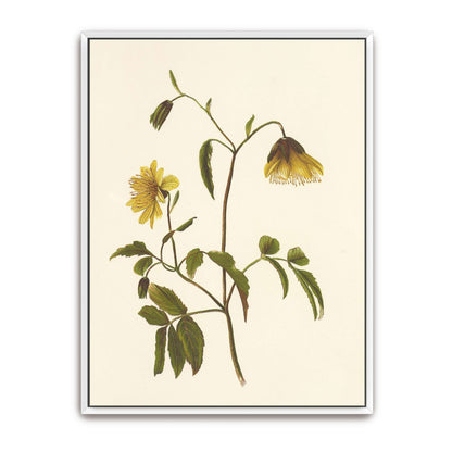 Hawaiian yellow flower illustration by Isabella McHutcheson Sinclair