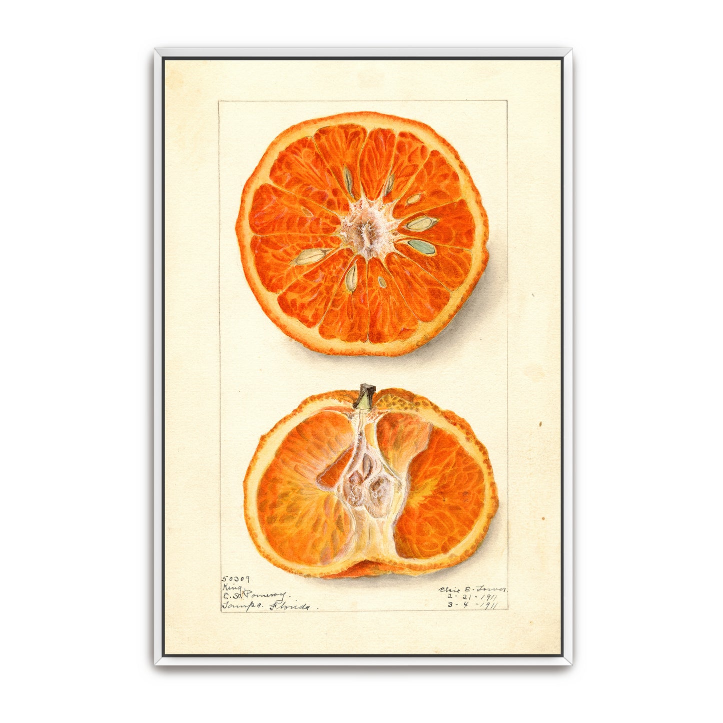 King Citrus Fruit Watercolor Illustration By Elsie E. Lower