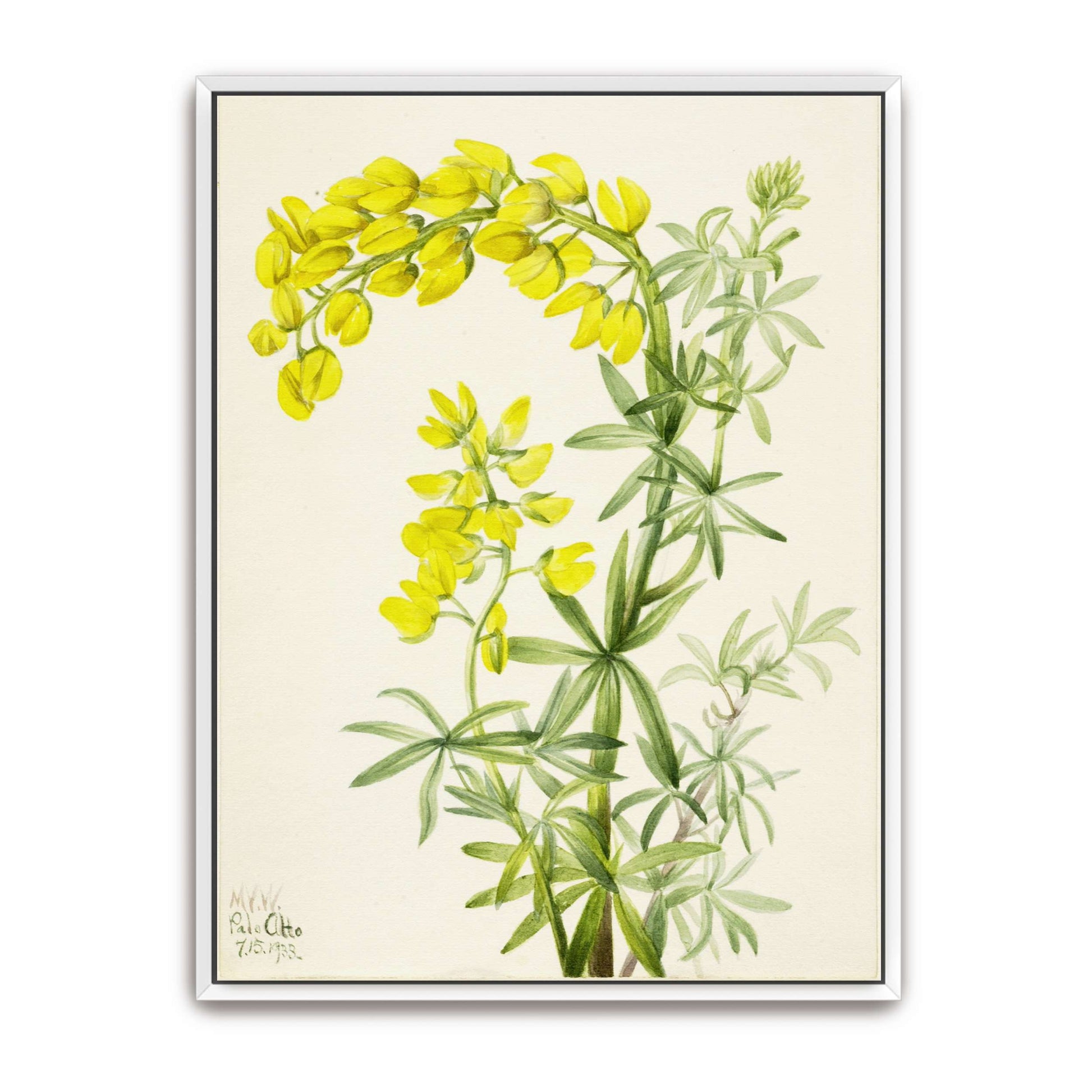 Yellow lupine watercolor painting by Mary Vaux Walcott