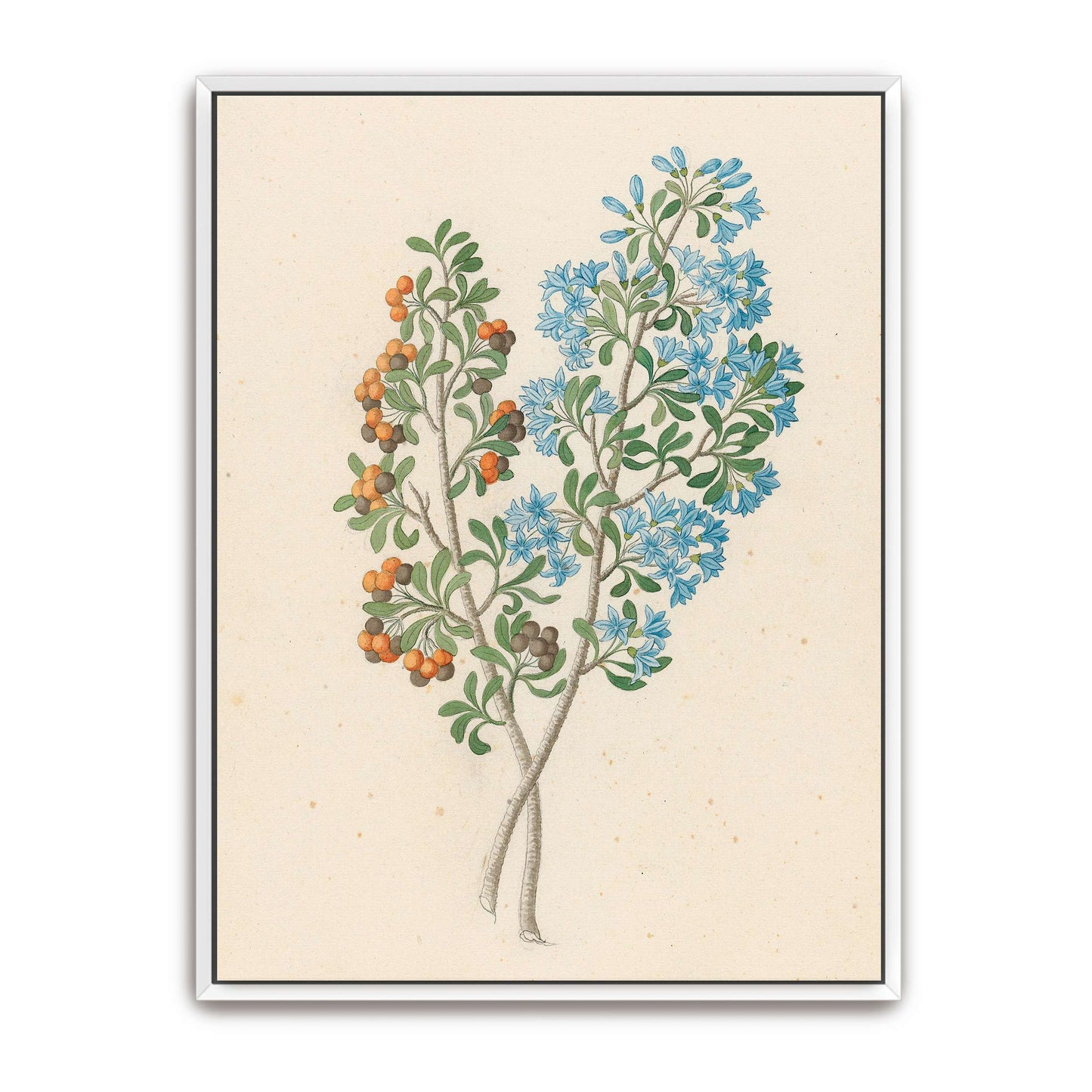 Botanical illustration of flowering plant by Clemenz Heinrich Wehdemann
