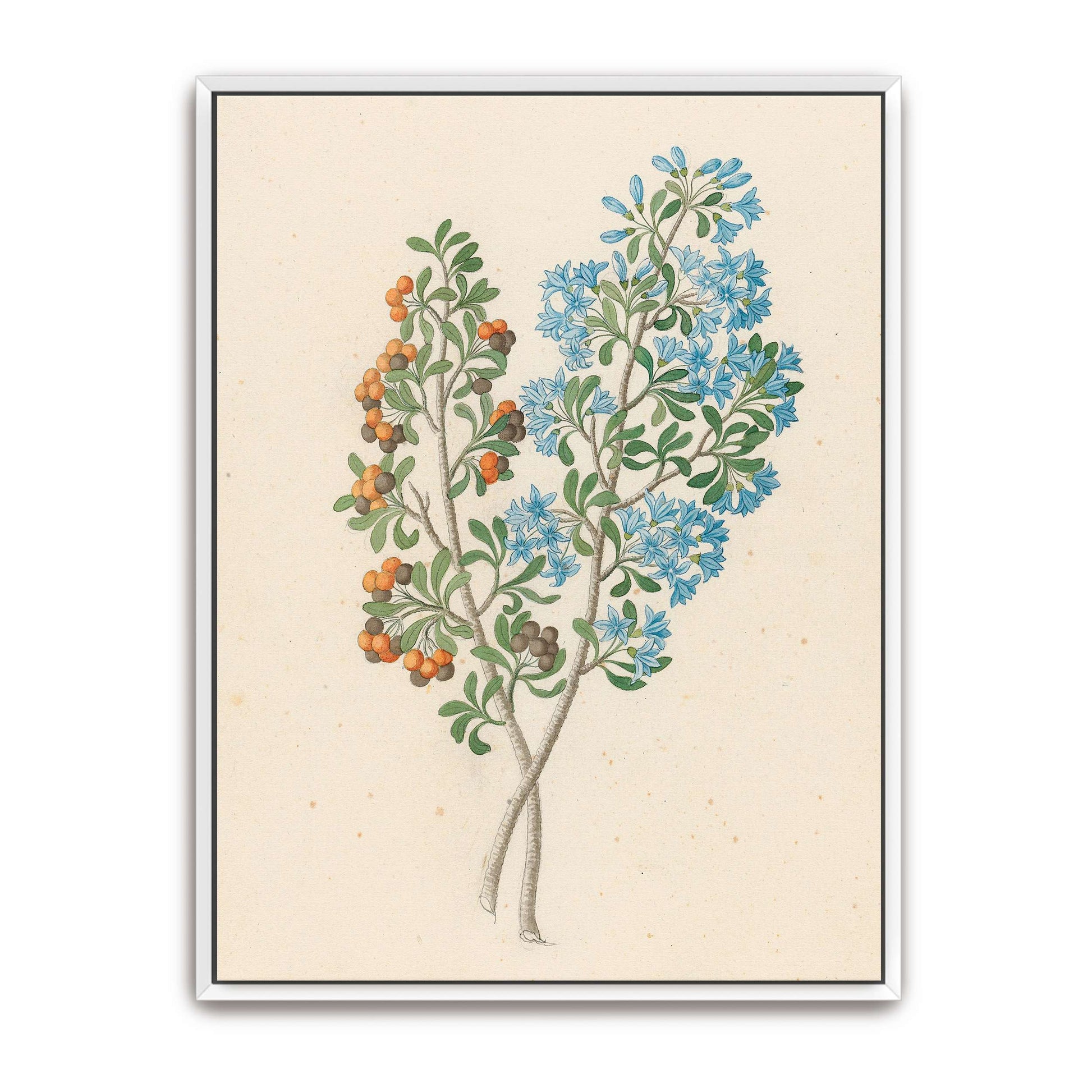 Botanical illustration of flowering plant by Clemenz Heinrich Wehdemann