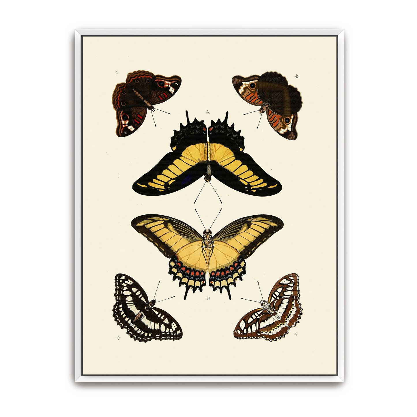 Five Butterflies, Yellow, Brown, Black, White By Pieter Cramer