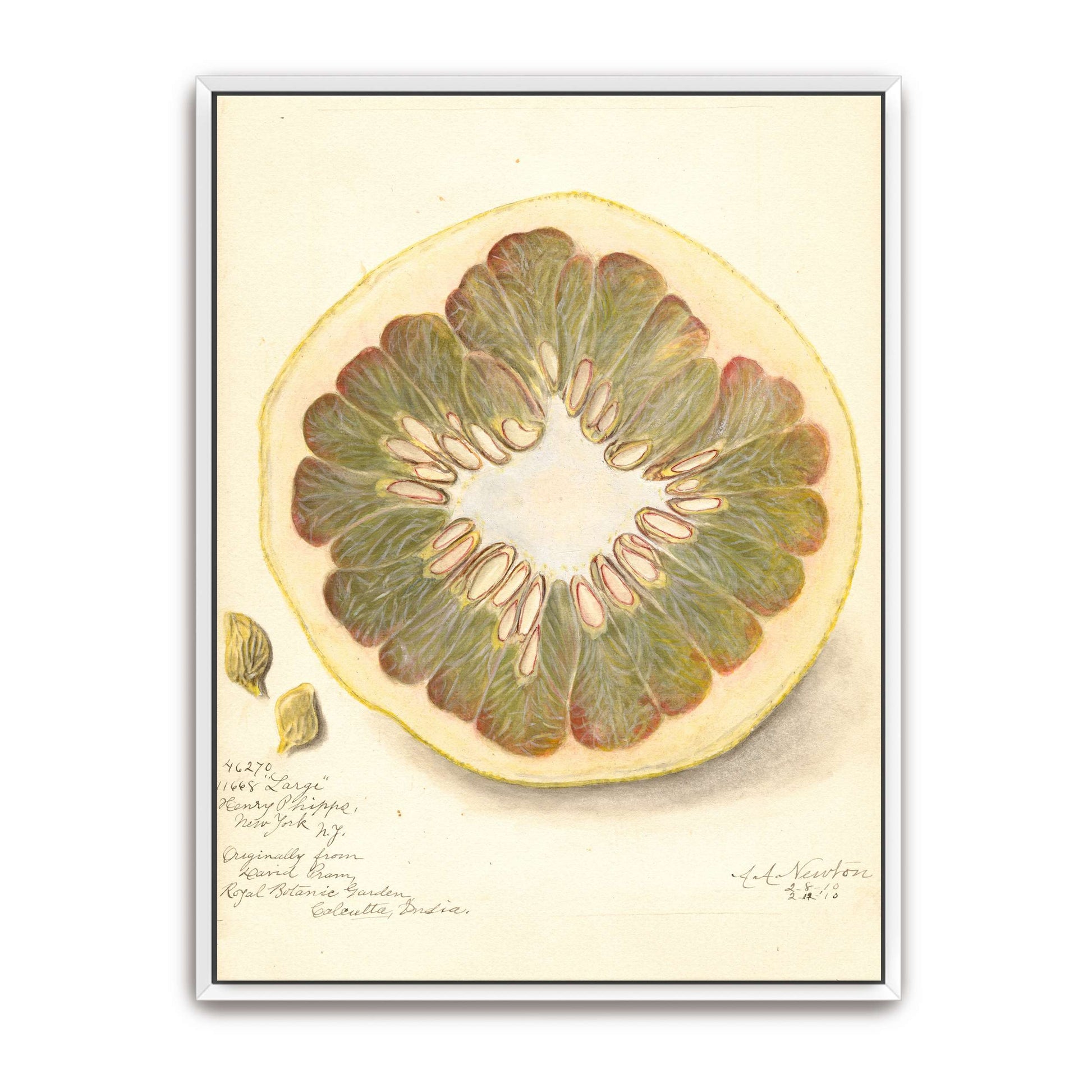 Pomelo cross-section watercolor by Amanda Almira Newton