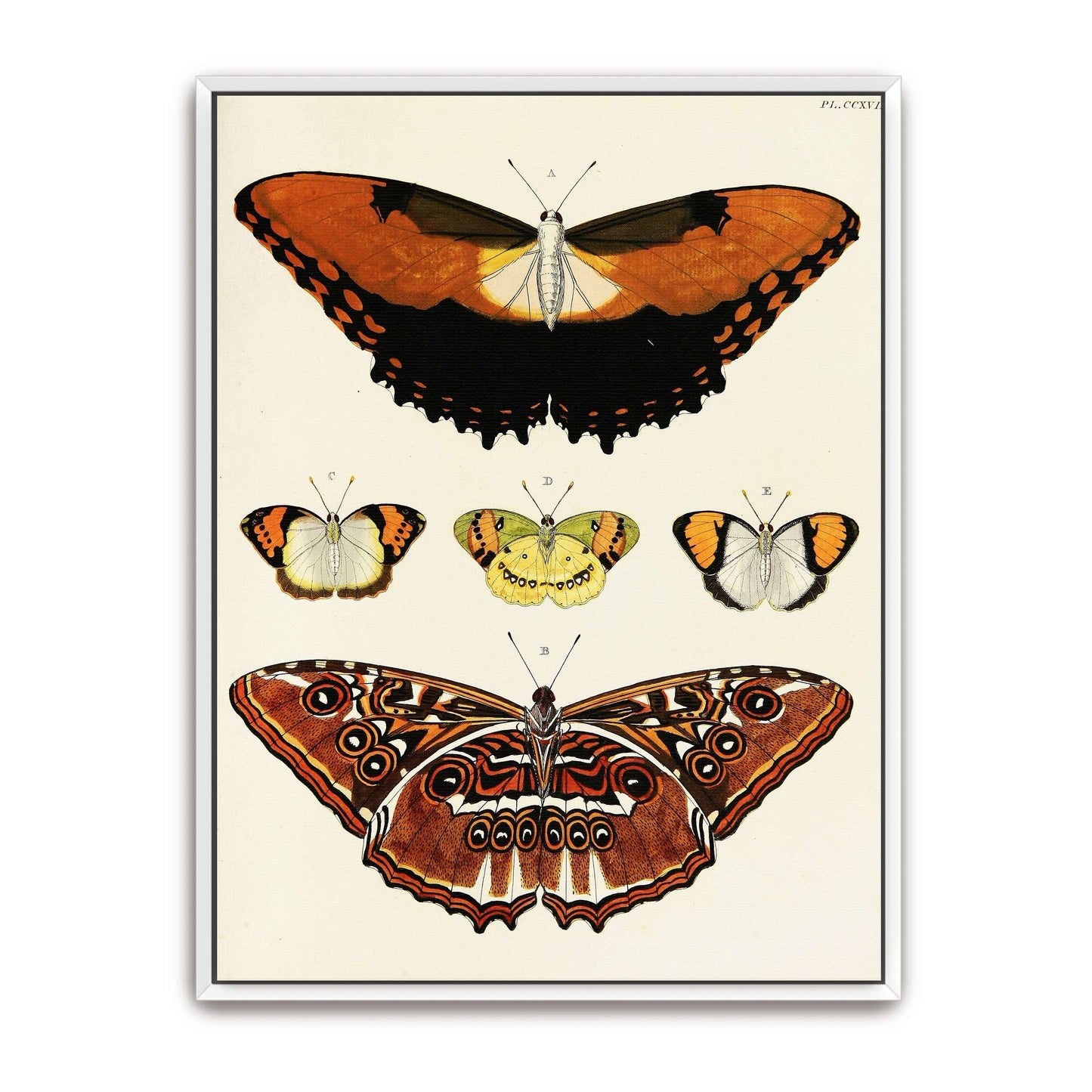Five butterflies on white background by Pieter Cramer