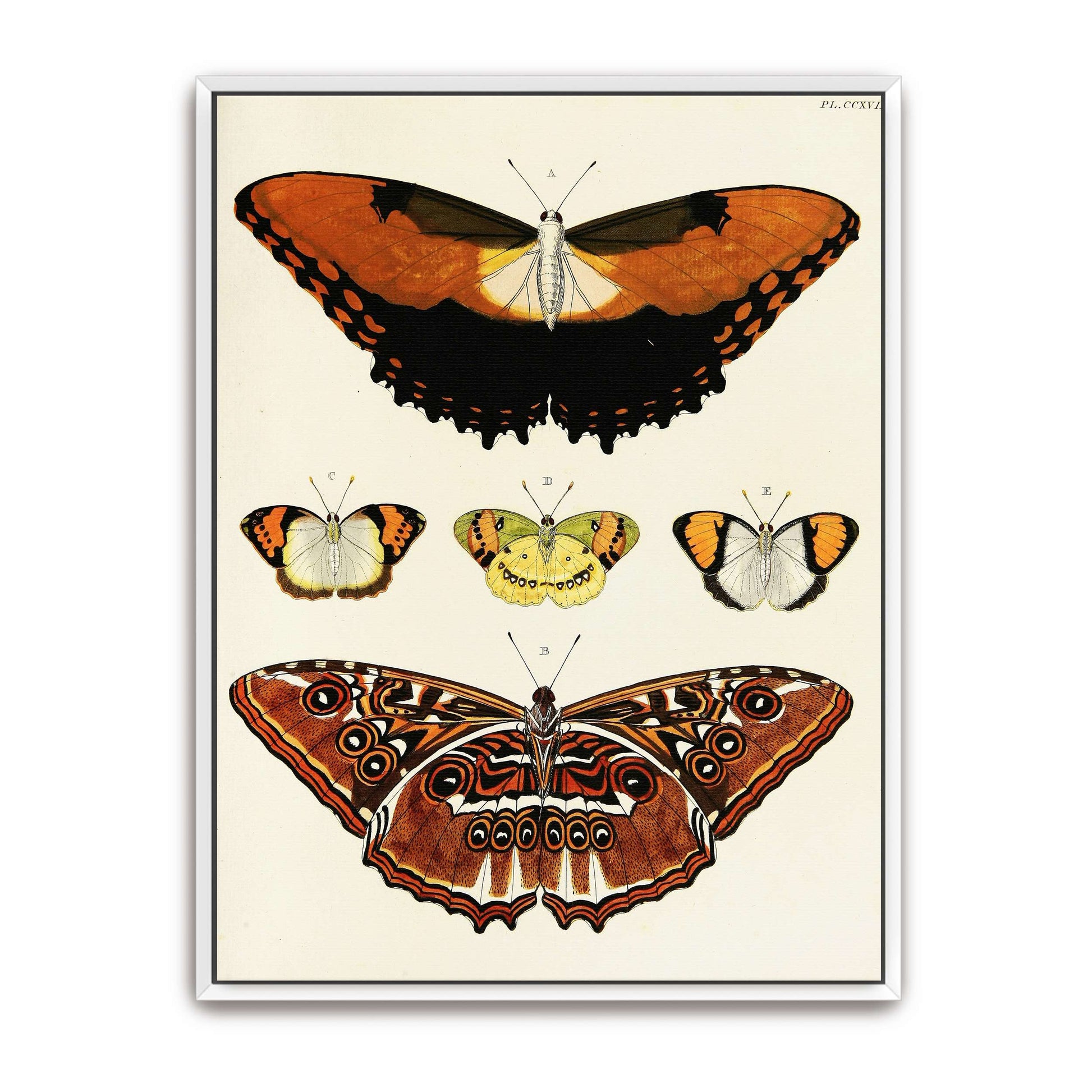 Five butterflies on white background by Pieter Cramer