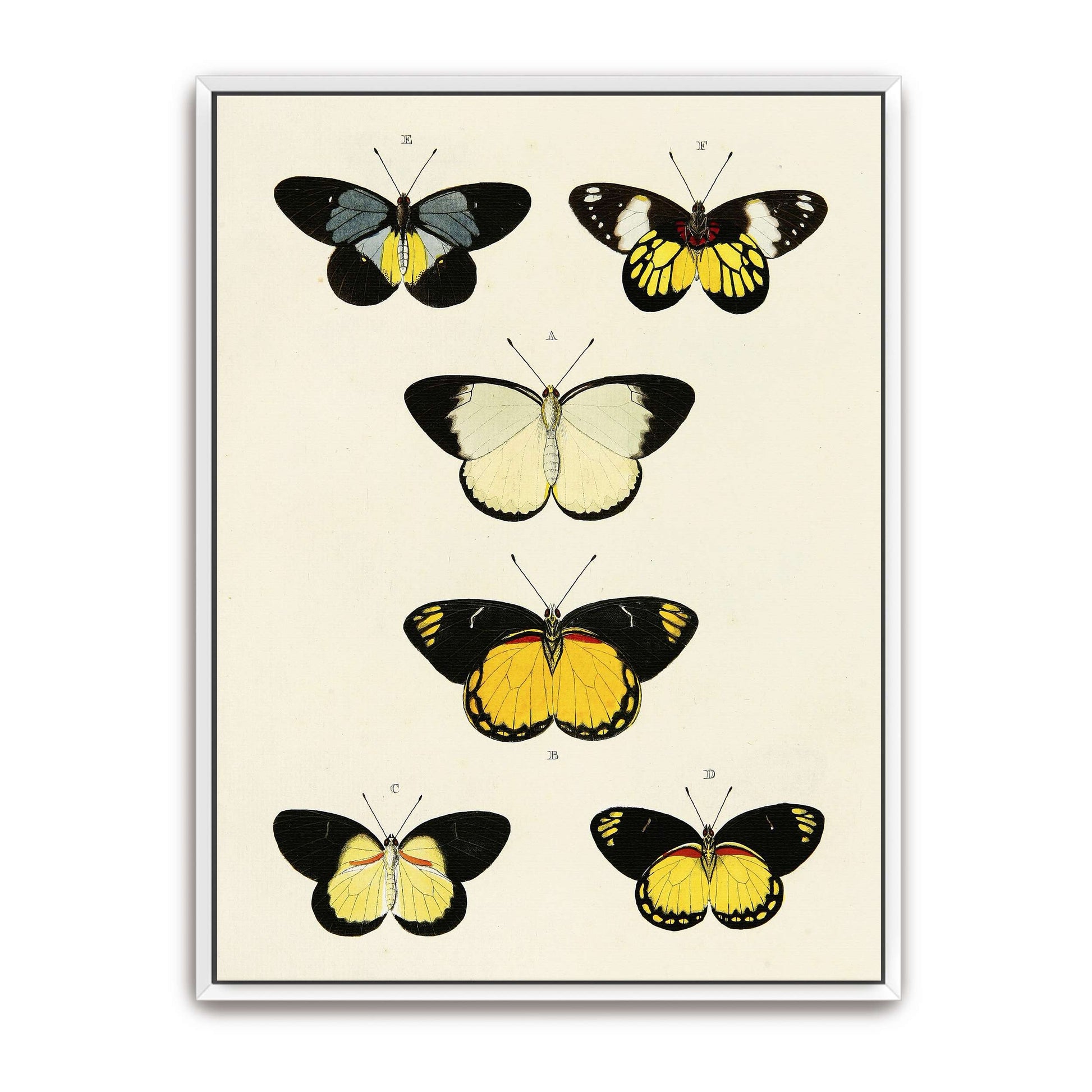 Five butterflies on white background by Pieter Cramer