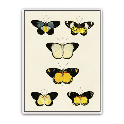 Five butterflies on white background by Pieter Cramer