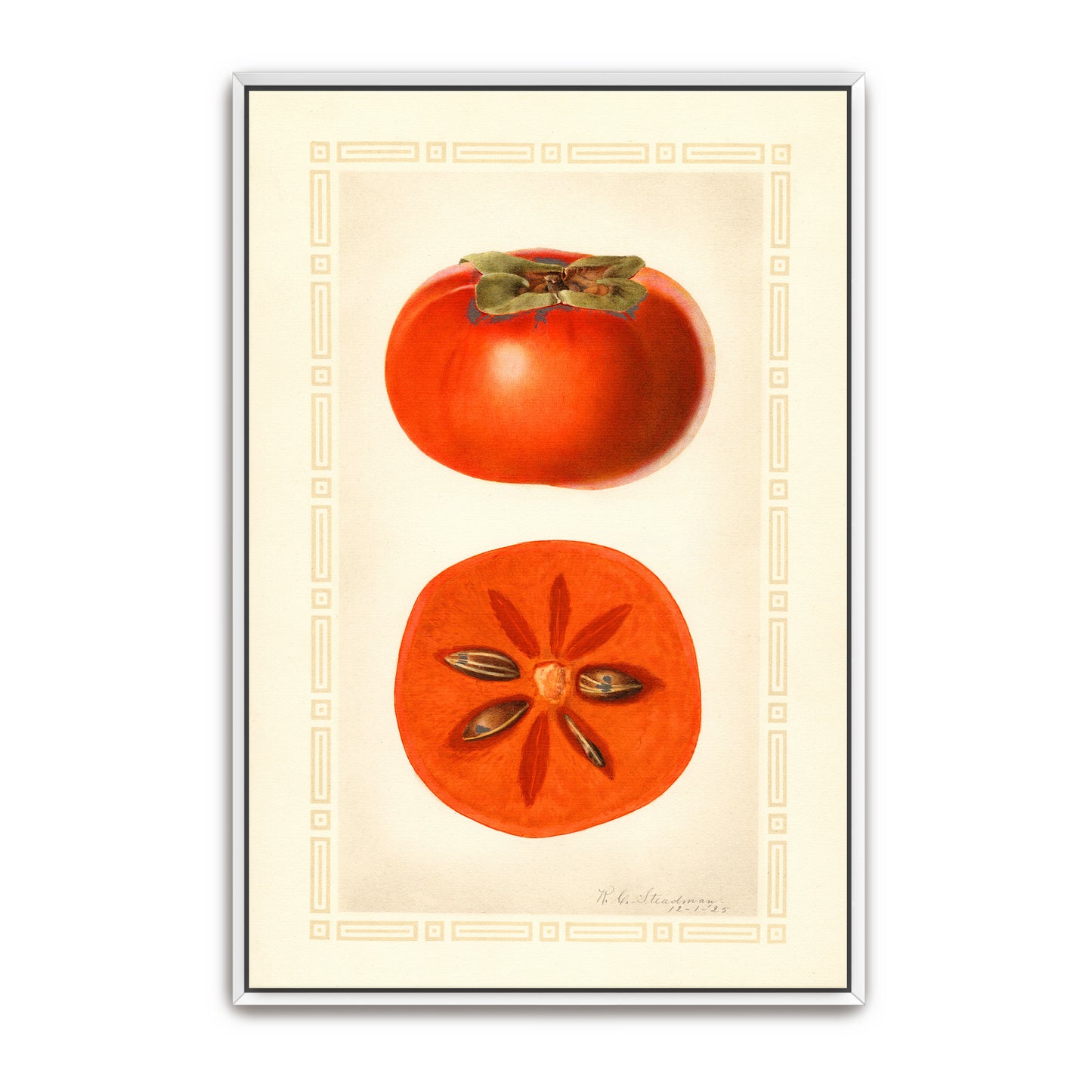 Diospyros Fuyu Persimmon Fruit Illustration By Royal Charles Steadman