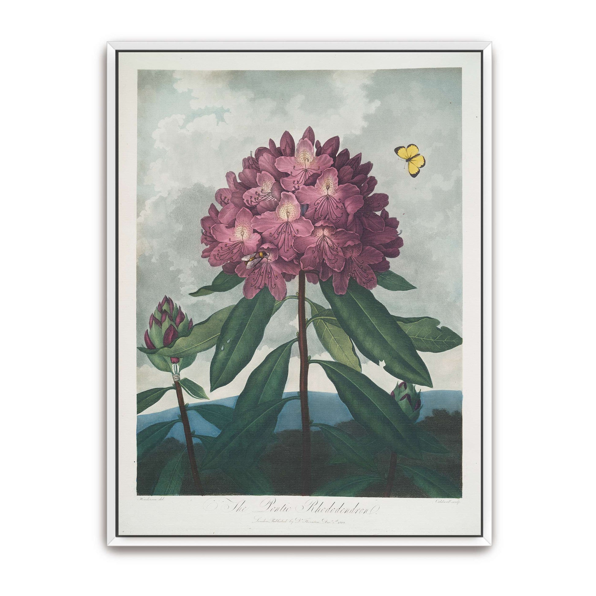Pink Rhododendron with Insects by Robert John Thornton