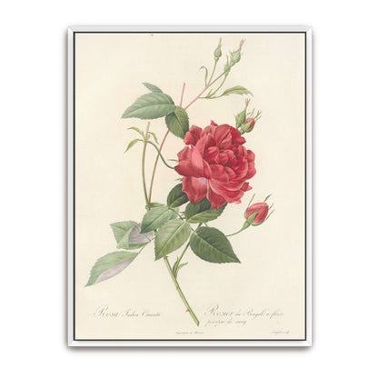 Red Rose Botanical Illustration by Pierre Joseph Redouté