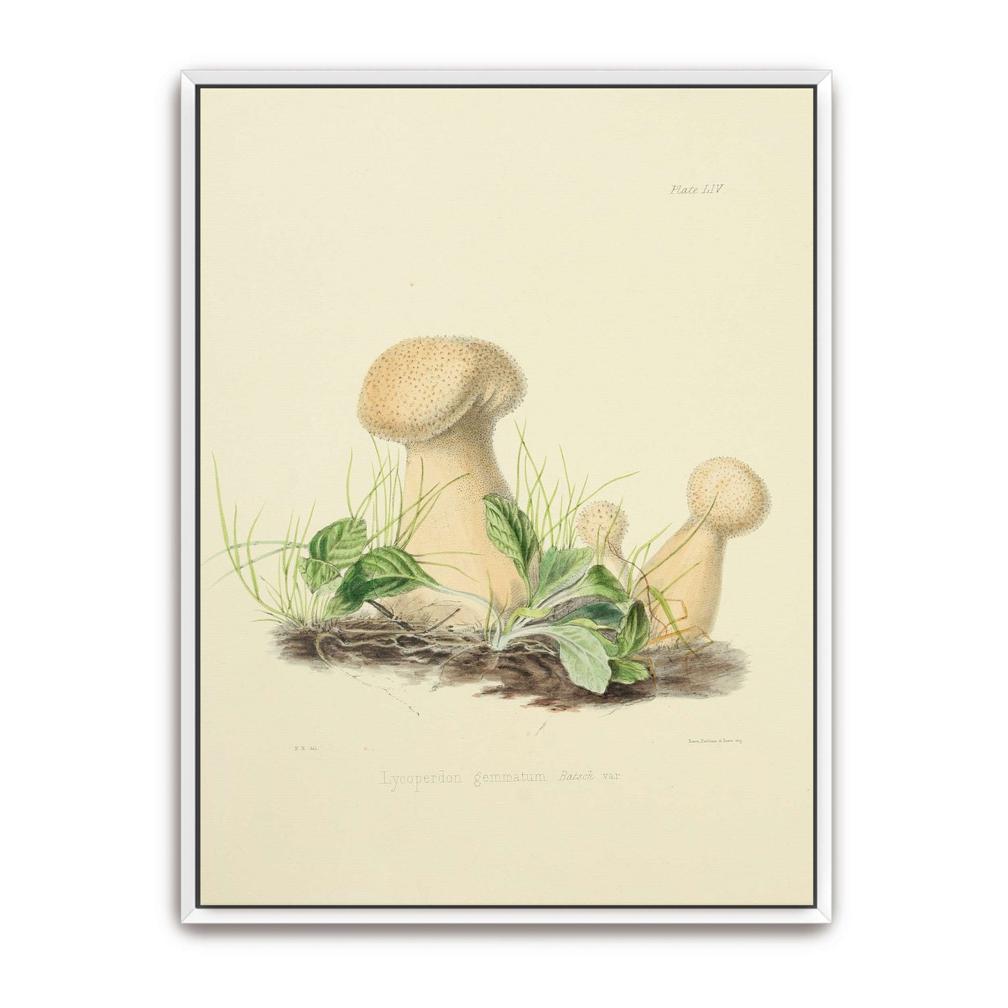 Mushrooms in grass illustration by Anna Maria Hussey