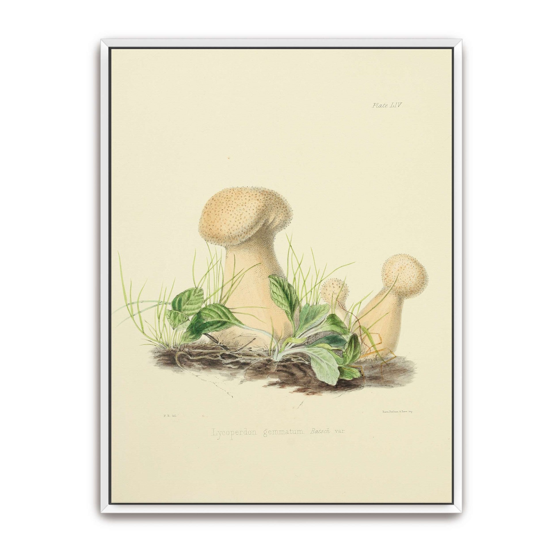 Mushrooms in grass illustration by Anna Maria Hussey