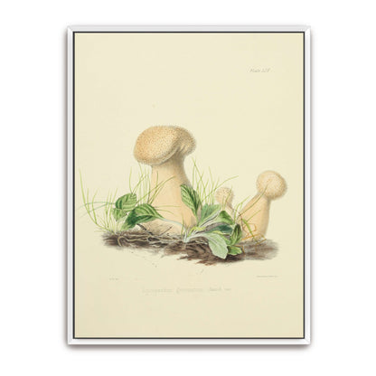 Mushrooms in grass illustration by Anna Maria Hussey