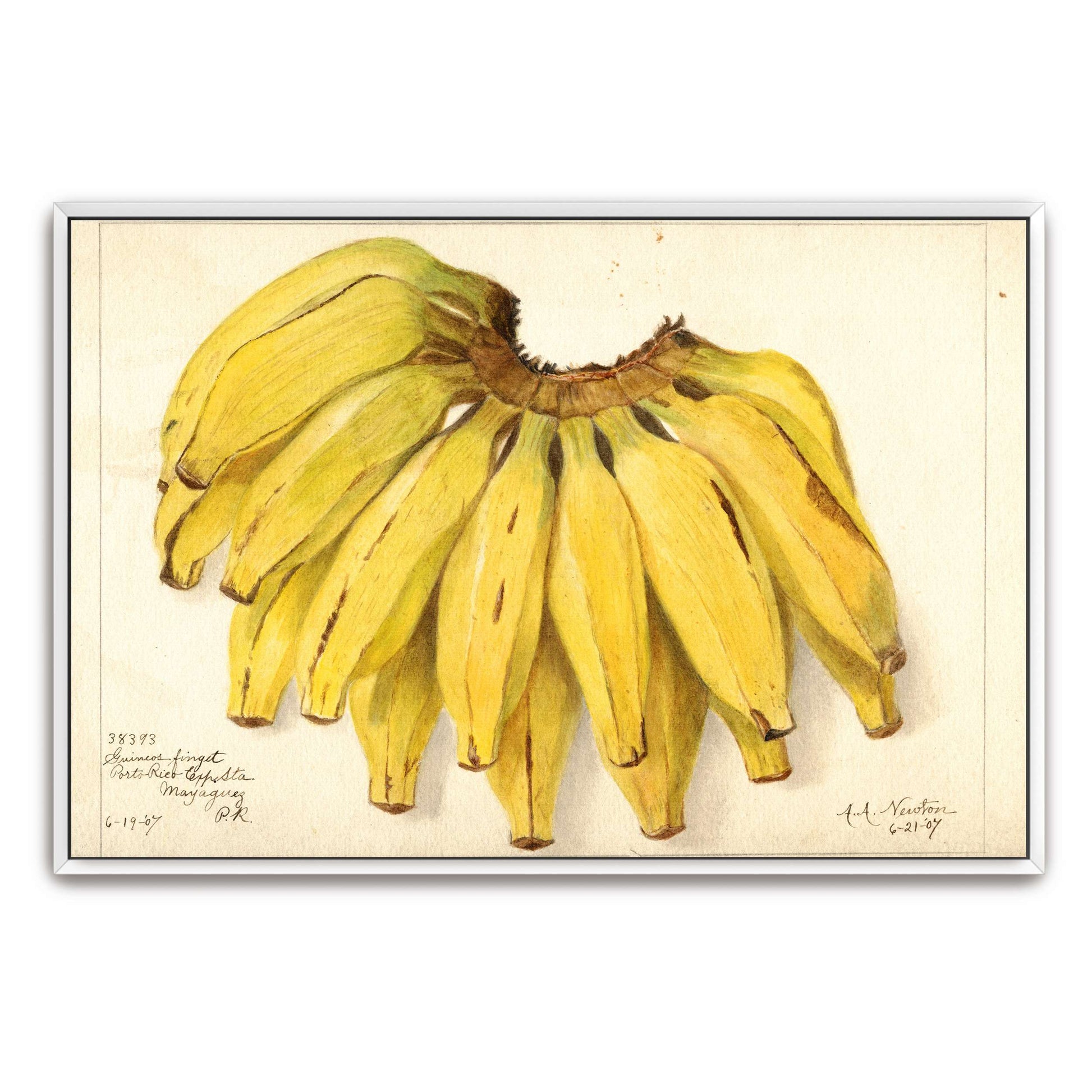 Watercolor painting of bananas by Amanda Almira Newton