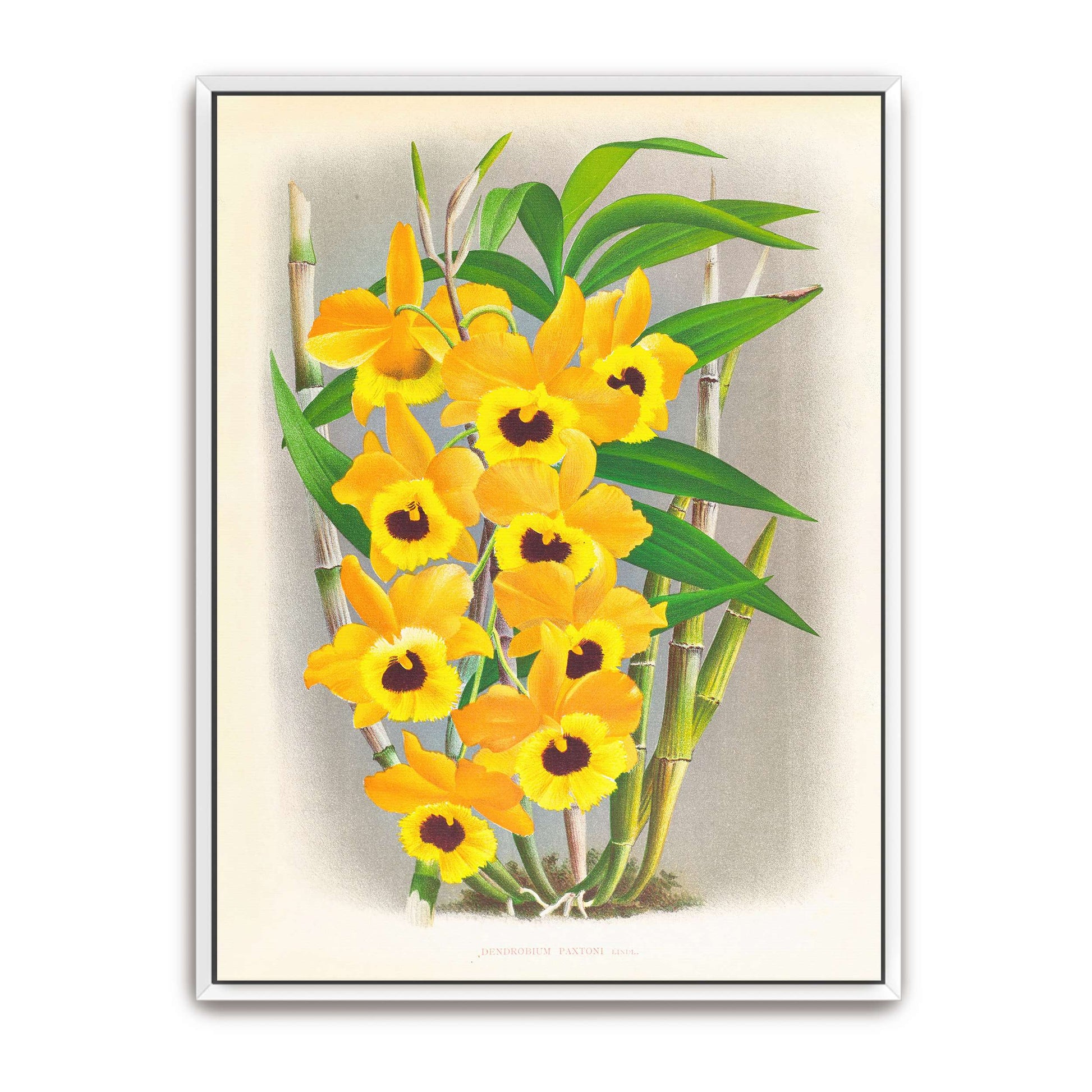 Yellow orchid botanical illustration by Jean Jules Linden