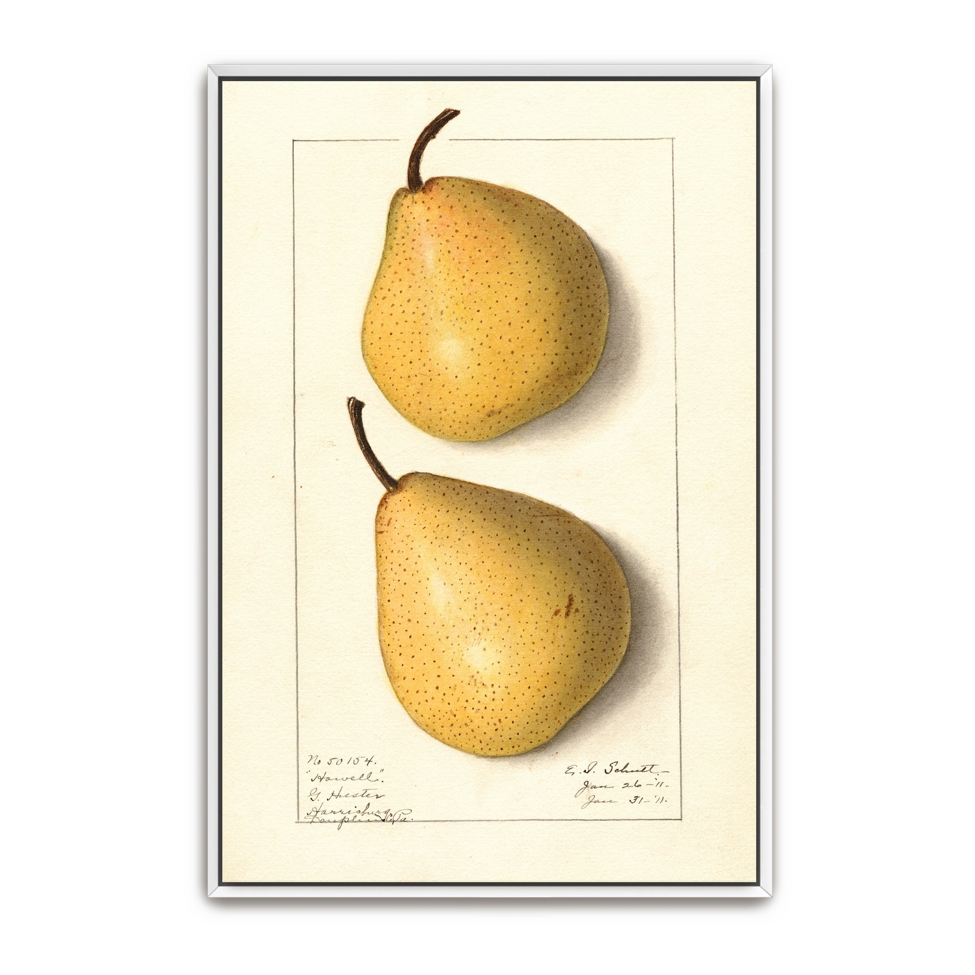 Howell Pear Watercolor Botanical Illustration By Ellen Isham Schutt