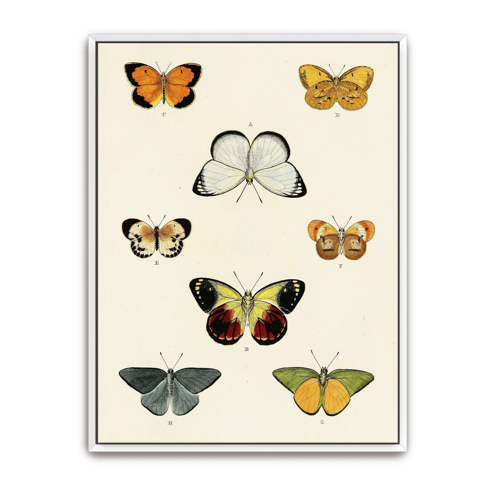 Collection of butterflies on a white page by Pieter Cramer