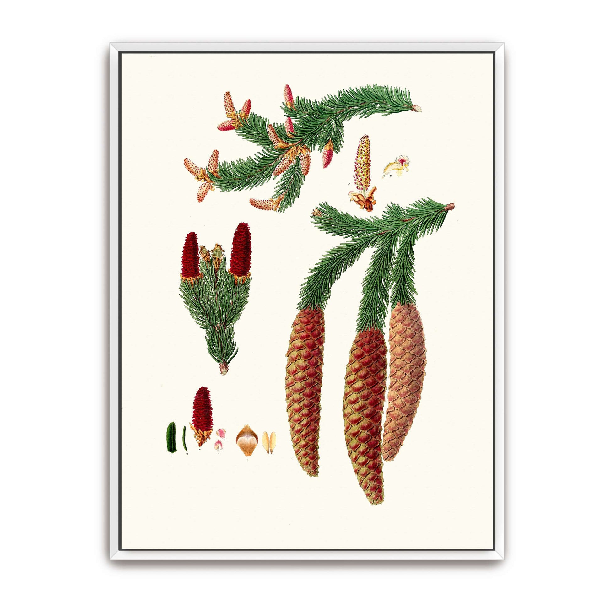 Norway spruce fir botanical illustration by Aylmer Bourke Lambert