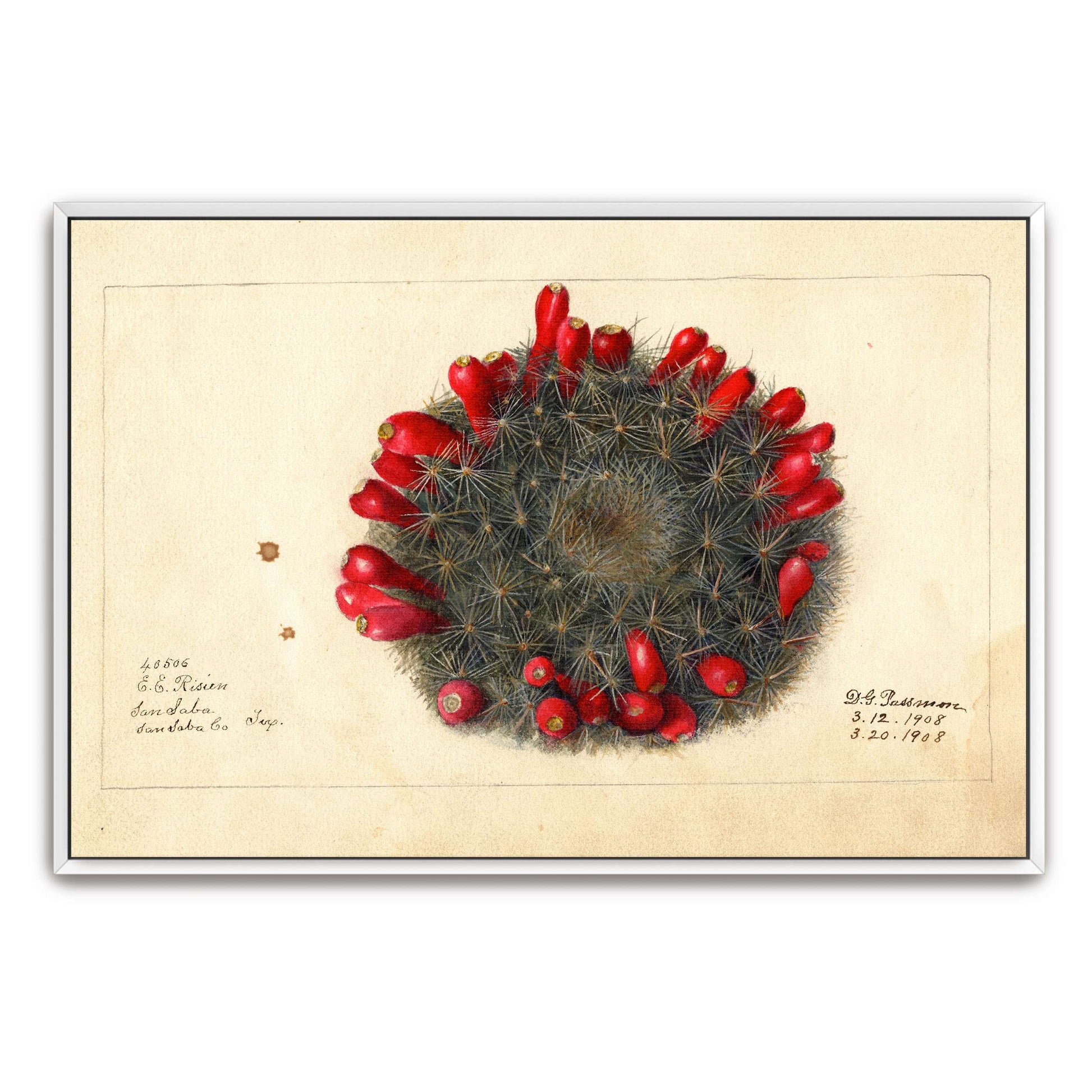 Cactus with red flowers by Deborah Griscom Passmore