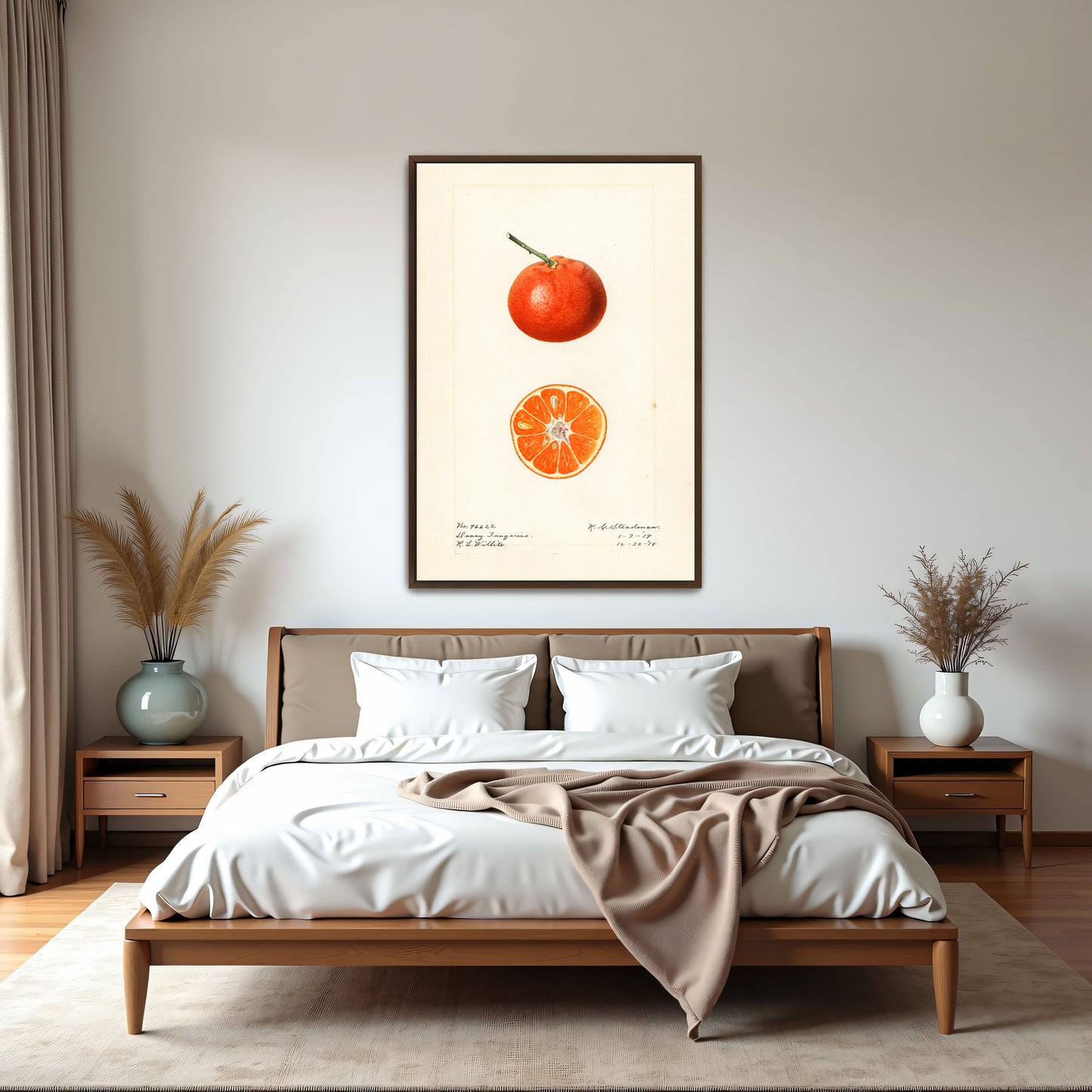 Dancy Tangerine Illustration Botanical Study By Royal Charles Steadman