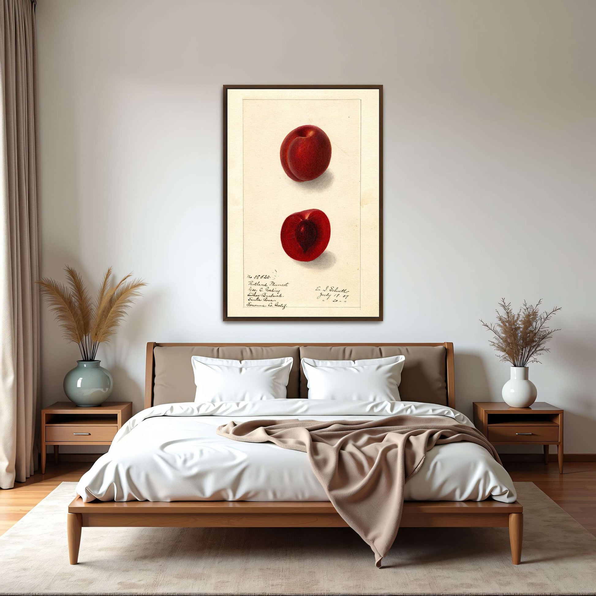 Plumcot illustration, botanical art by Ellen Isham Schutt