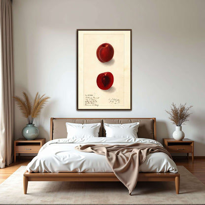 Plumcot illustration, botanical art by Ellen Isham Schutt