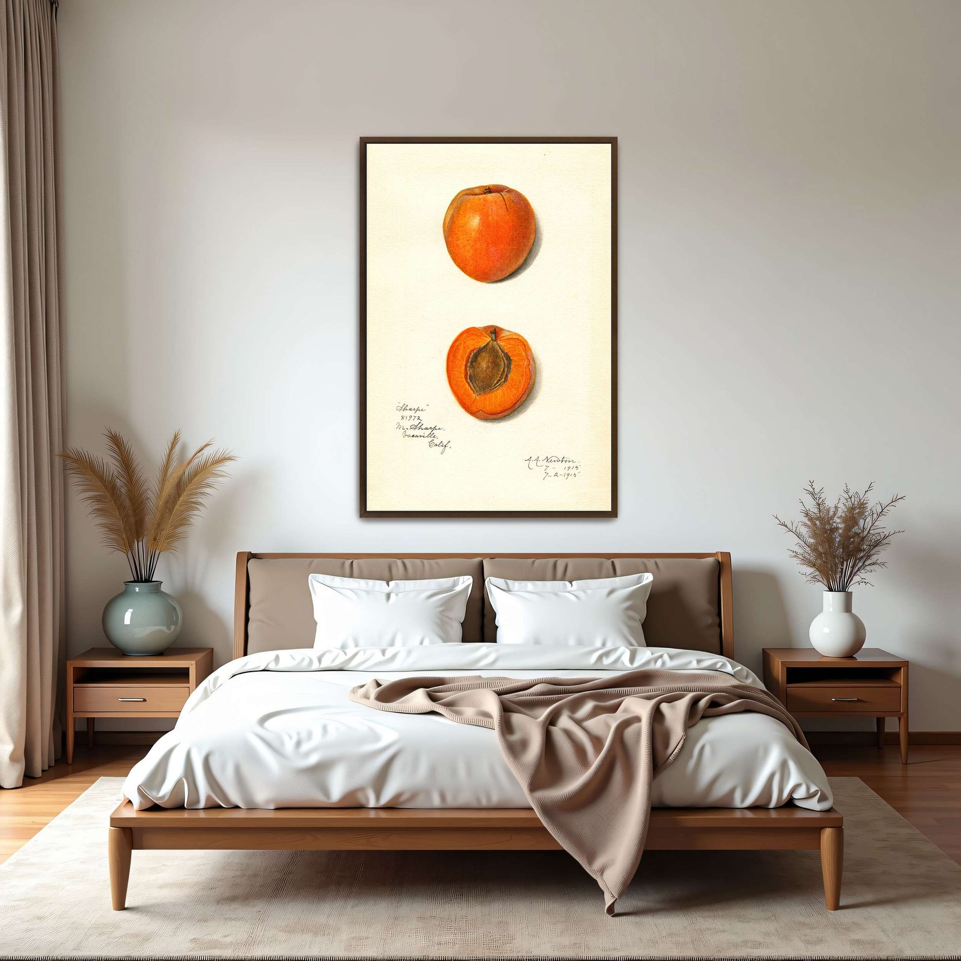 Apricot watercolor painting by Amanda Almira Newton