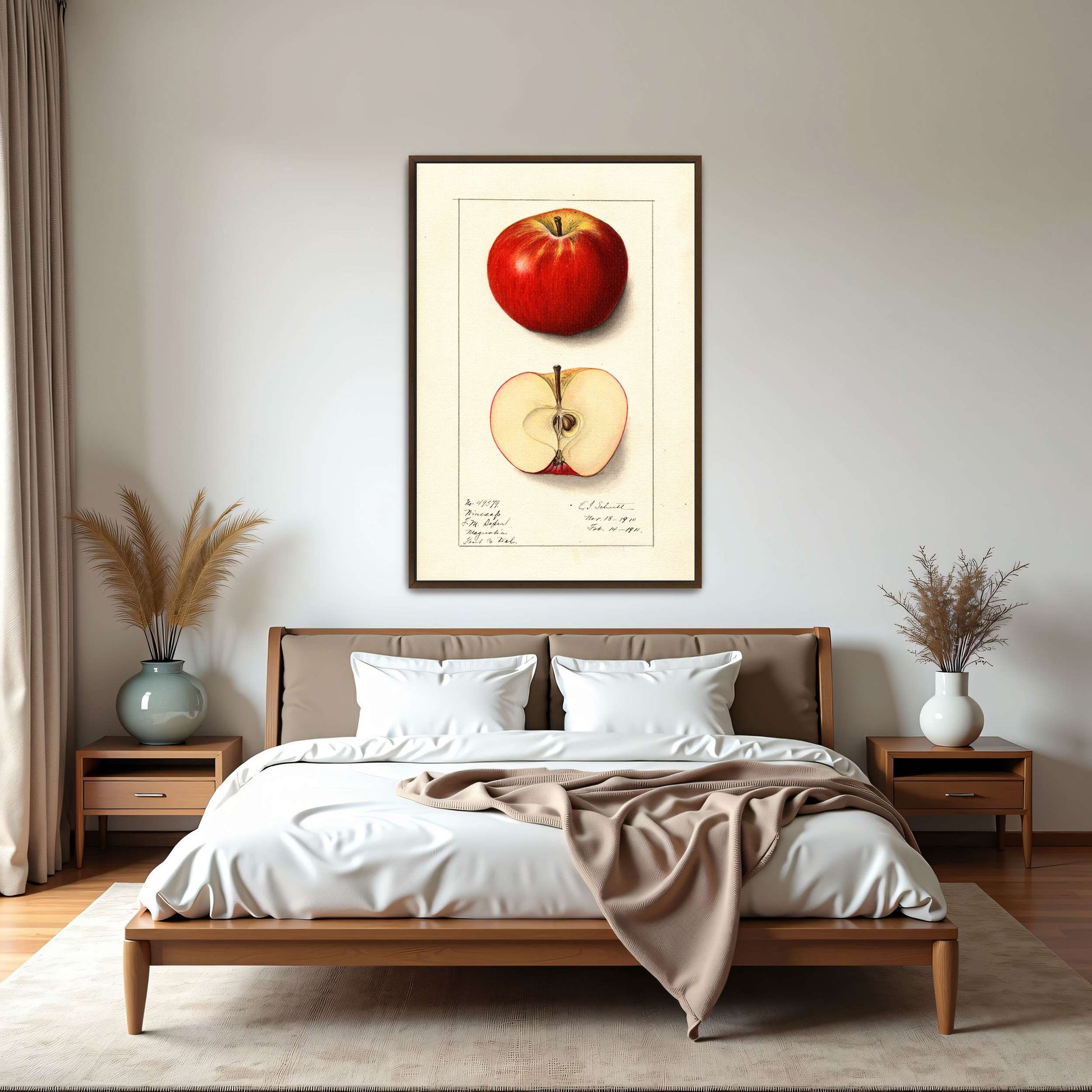 Winesap apple illustration by Ellen Isham Schutt