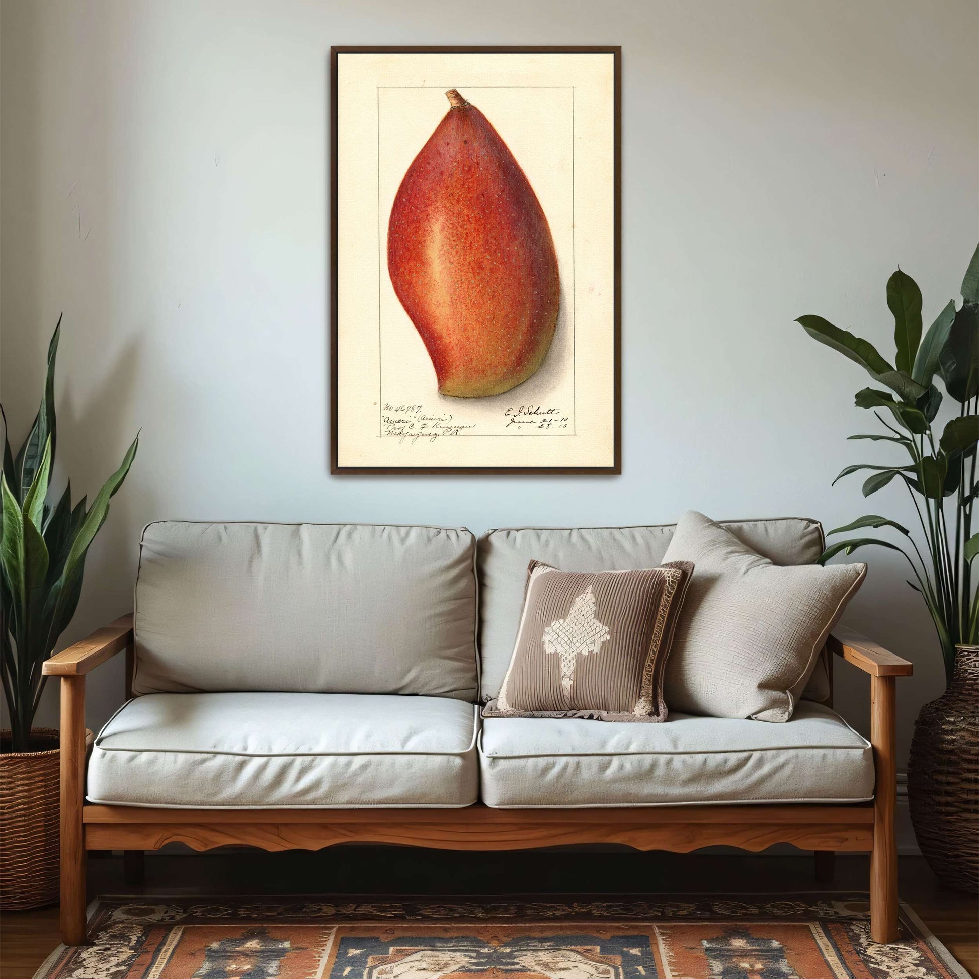 Red mango botanical illustration by Ellen Isham Schutt