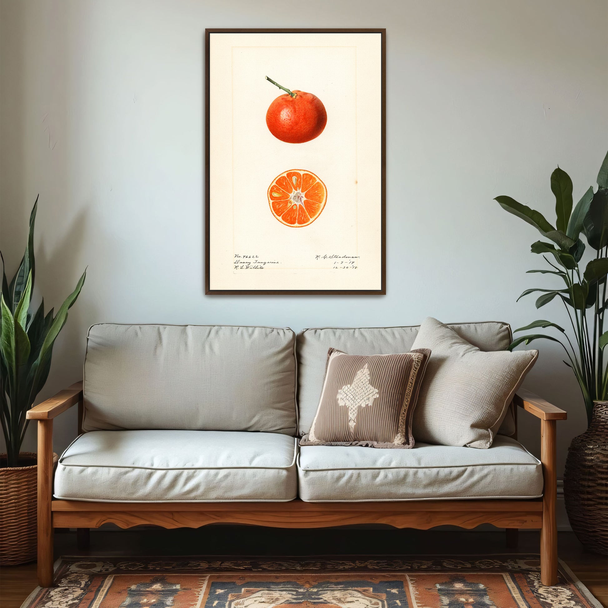 Dancy Tangerine Illustration Botanical Study By Royal Charles Steadman