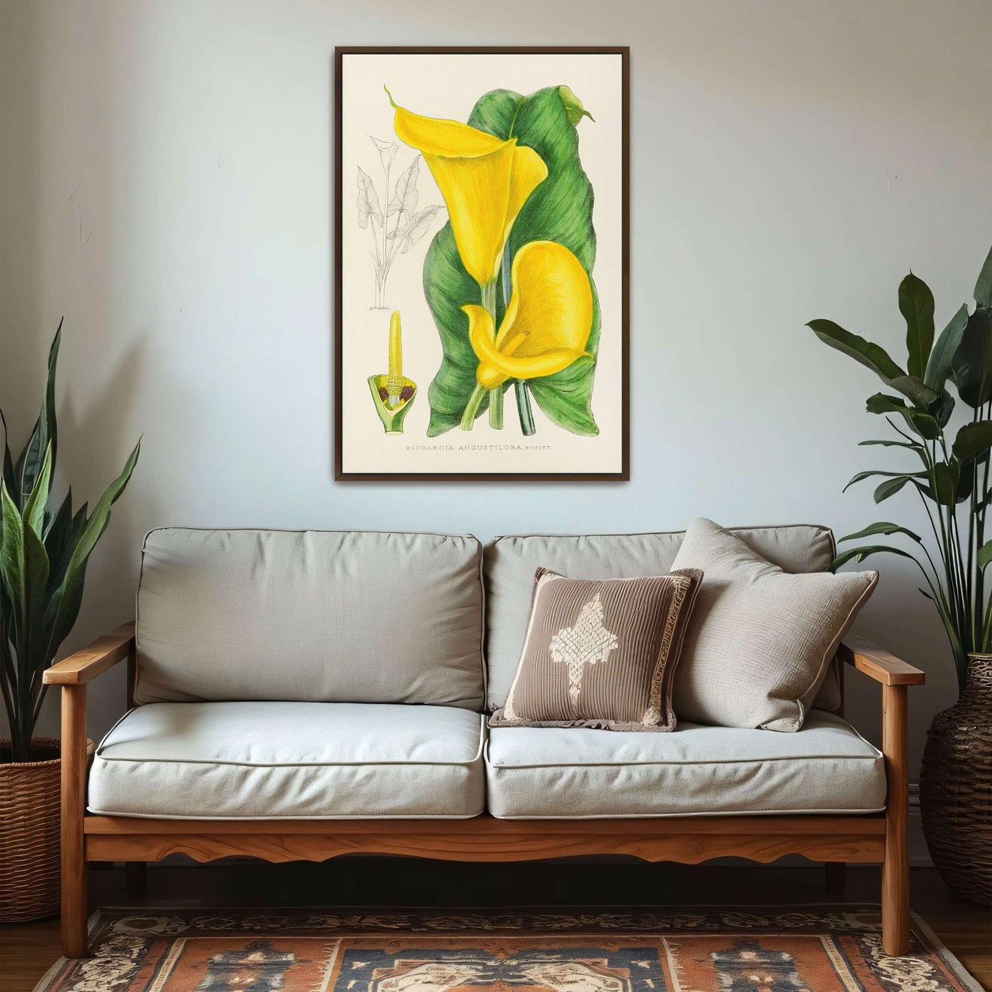 Yellow Calla Lily Botanical Illustration by Illtyd Buller Pole-Evans