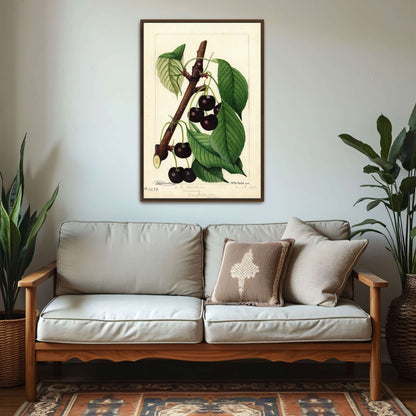 Black Republican Cherries by William Henry Prestele