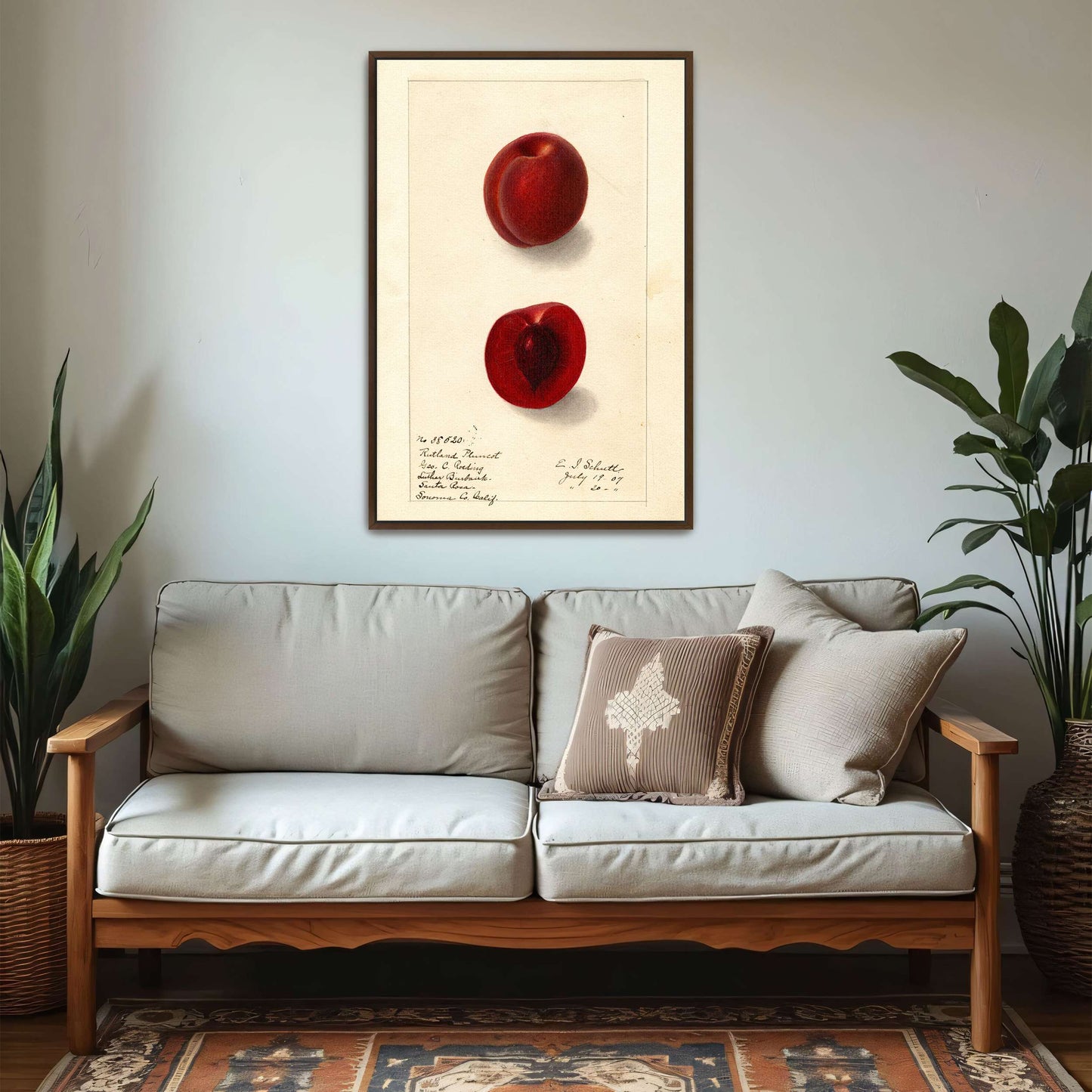 Plumcot illustration, botanical art by Ellen Isham Schutt