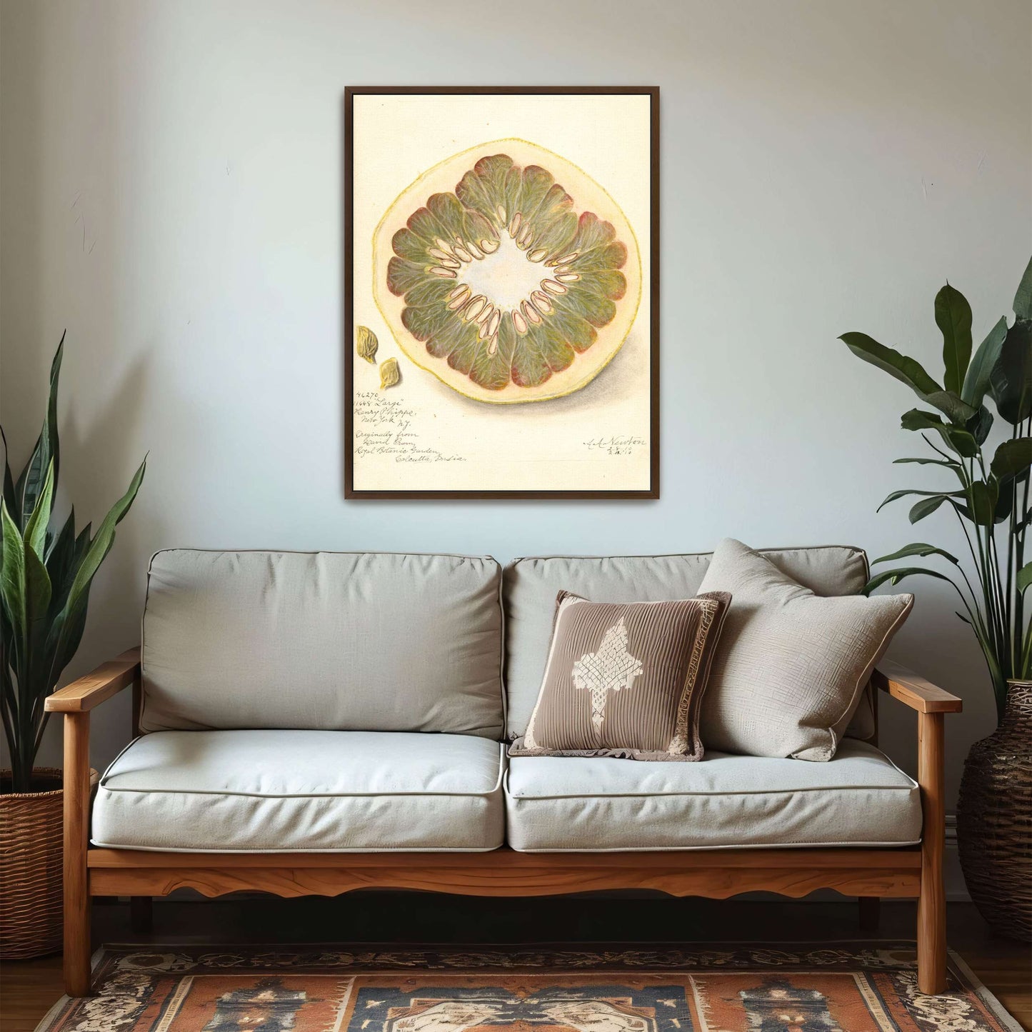 Pomelo cross-section watercolor by Amanda Almira Newton