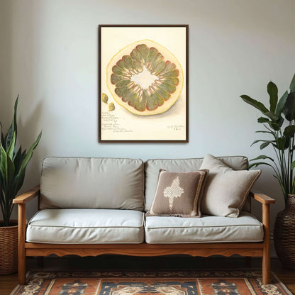 Pomelo cross-section watercolor by Amanda Almira Newton